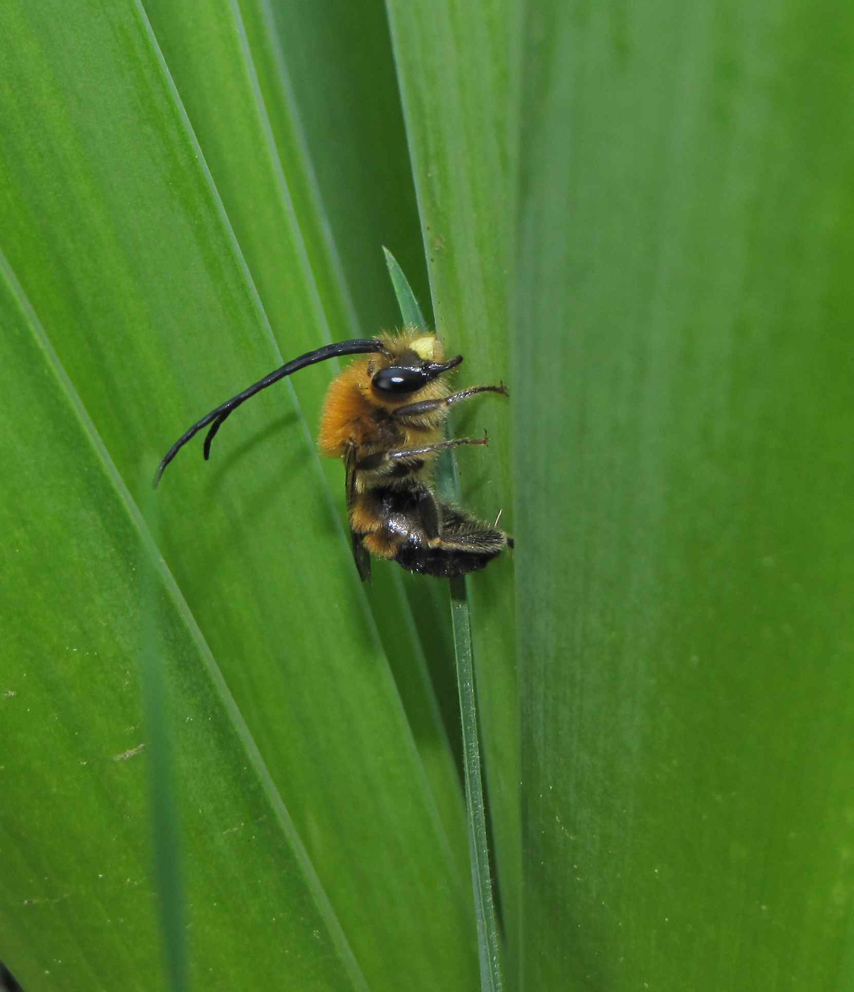 Maschio di Eucera, potrebbe essere una longicornis